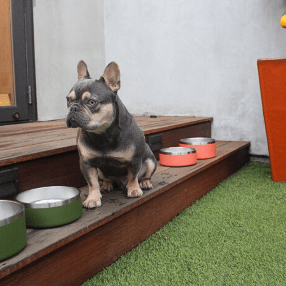 Stainless Steel Pet Bowl – Non-Slip, Durable & Dishwasher Safe | 32oz and 64oz - Lolomo!