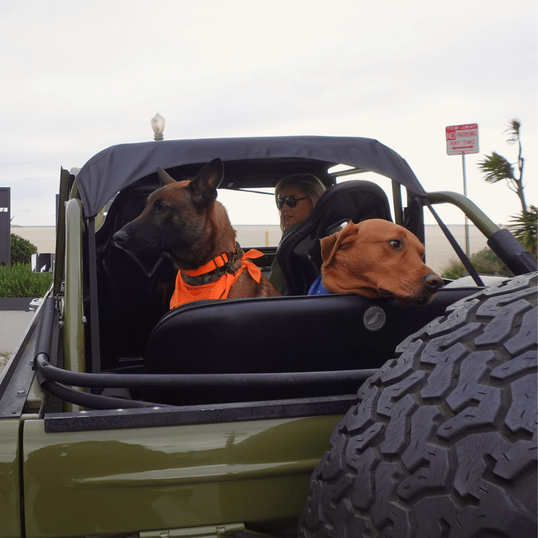 Malibu Sunset Sustainable Hemp Cotton Adjustable Dog Collar– Durable & Soft - Lolomo!