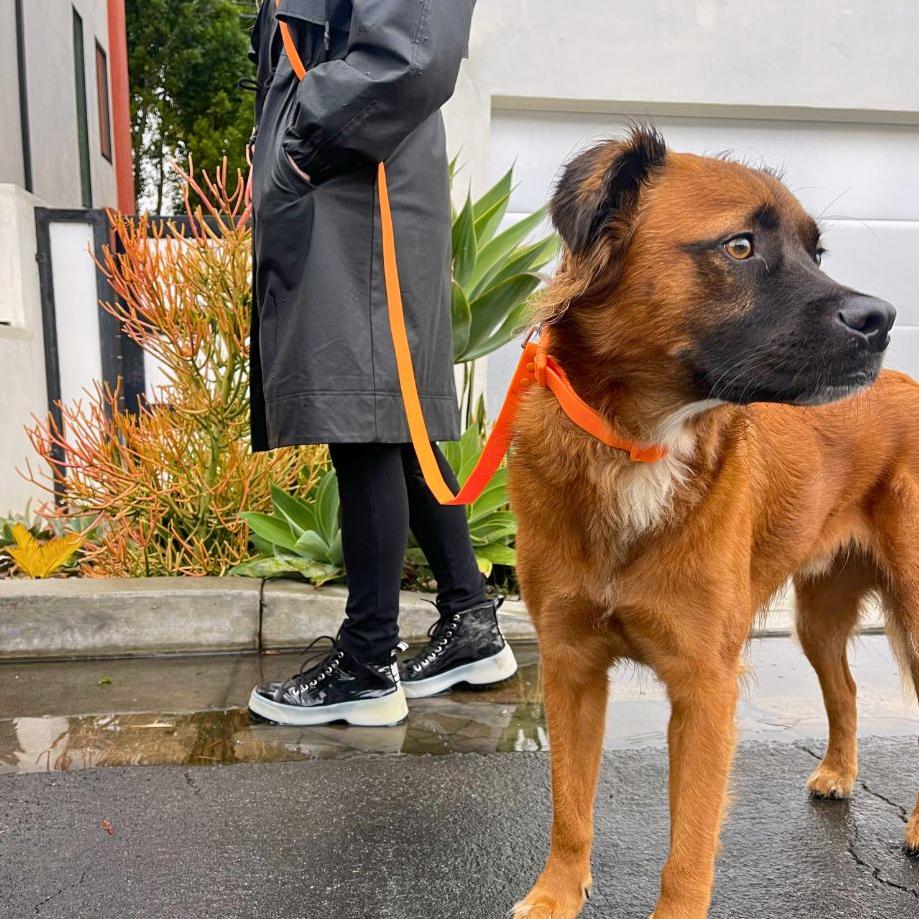 Laisse pour chien en PVC mains libres - Imperméable, durable et résistante aux odeurs