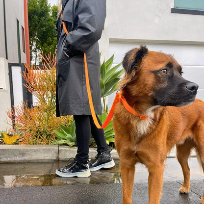 Collier pour chien en PVC - Imperméable, durable et résistant aux odeurs