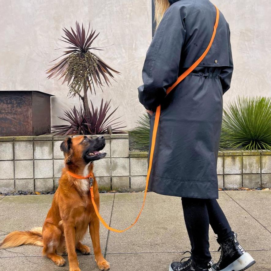 Collier pour chien en PVC - Imperméable, durable et résistant aux odeurs
