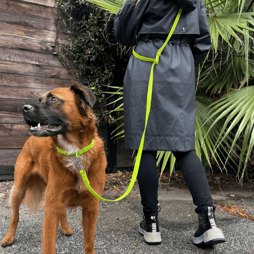 Collier pour chien en PVC - Imperméable, durable et résistant aux odeurs