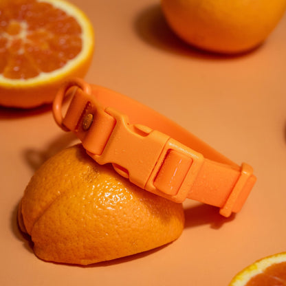 Collier pour chien en PVC - Imperméable, durable et résistant aux odeurs