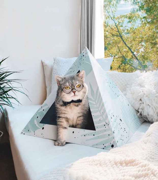 'Oasis' Cardboard Cat Pyramid