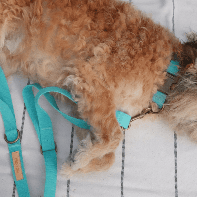 Malibu Sunset Sustainable Hemp Cotton Adjustable Dog Collar– Durable & Soft - Lolomo!