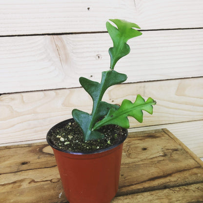 Selenicereus Anthonyanus Fishbone Cactus, 4" Plant - Lolomo!