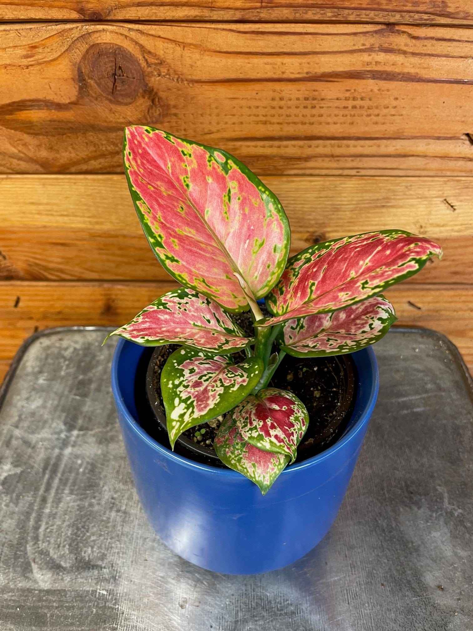 Aglaonema Diamond Red, 4” Plant