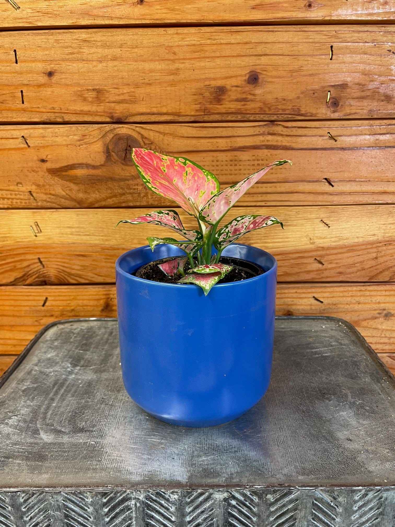 Aglaonema Diamond Red, 4” Plant