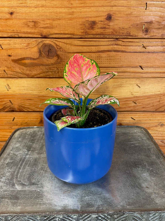 Aglaonema Diamond Red, 4” Plant