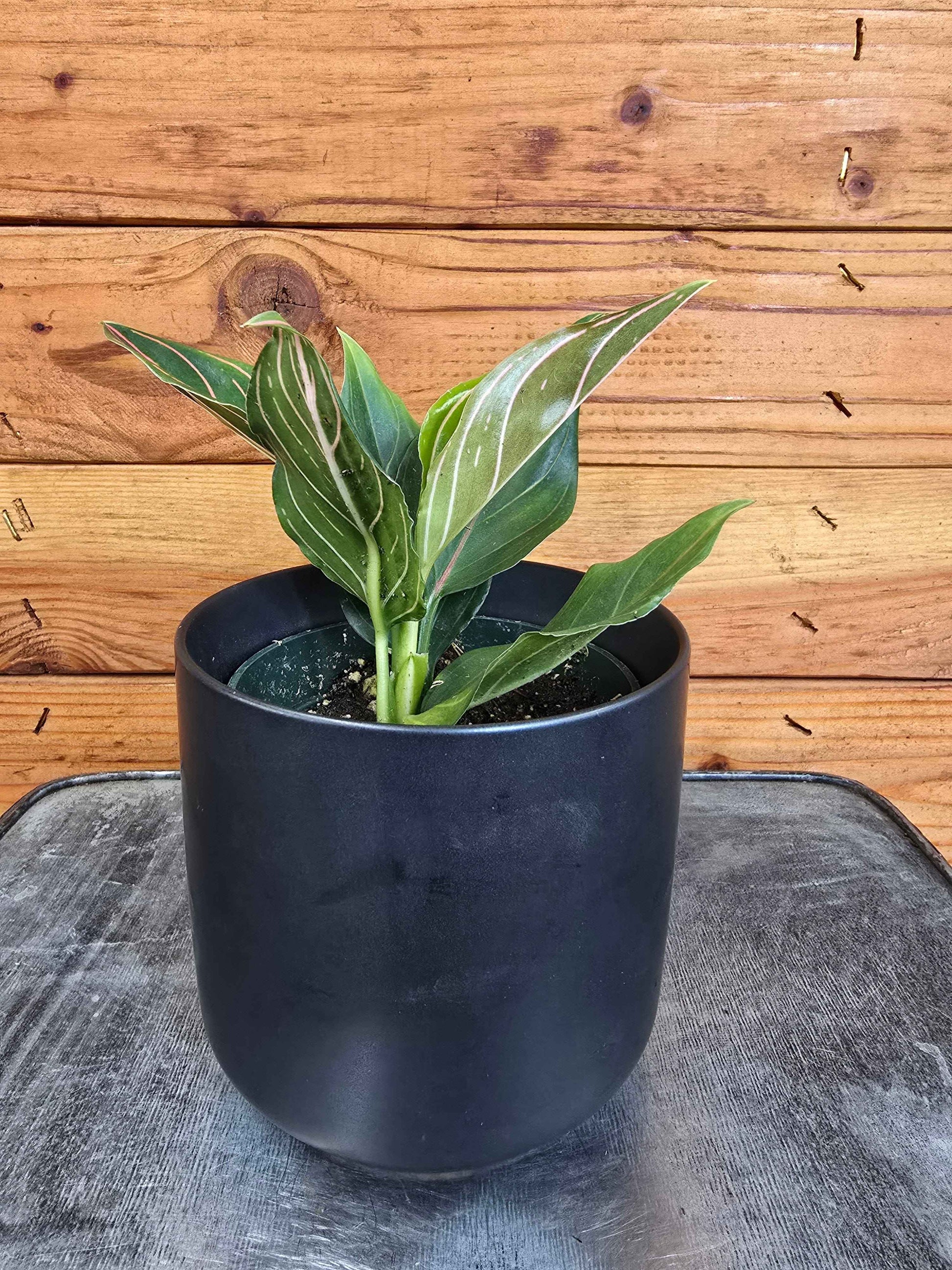Aglaonema Red Vein, 4” Plant