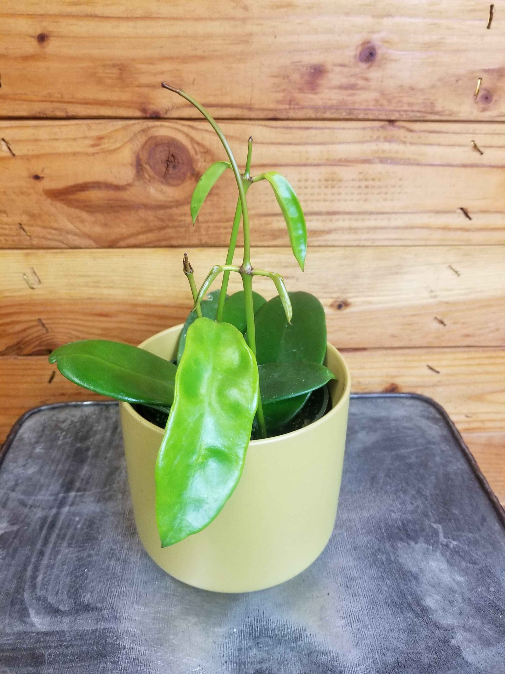 Hoya Treubiana, 4" Plant