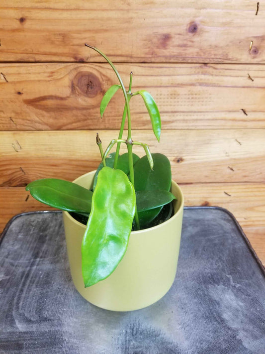 Hoya Treubiana, 4" Plant