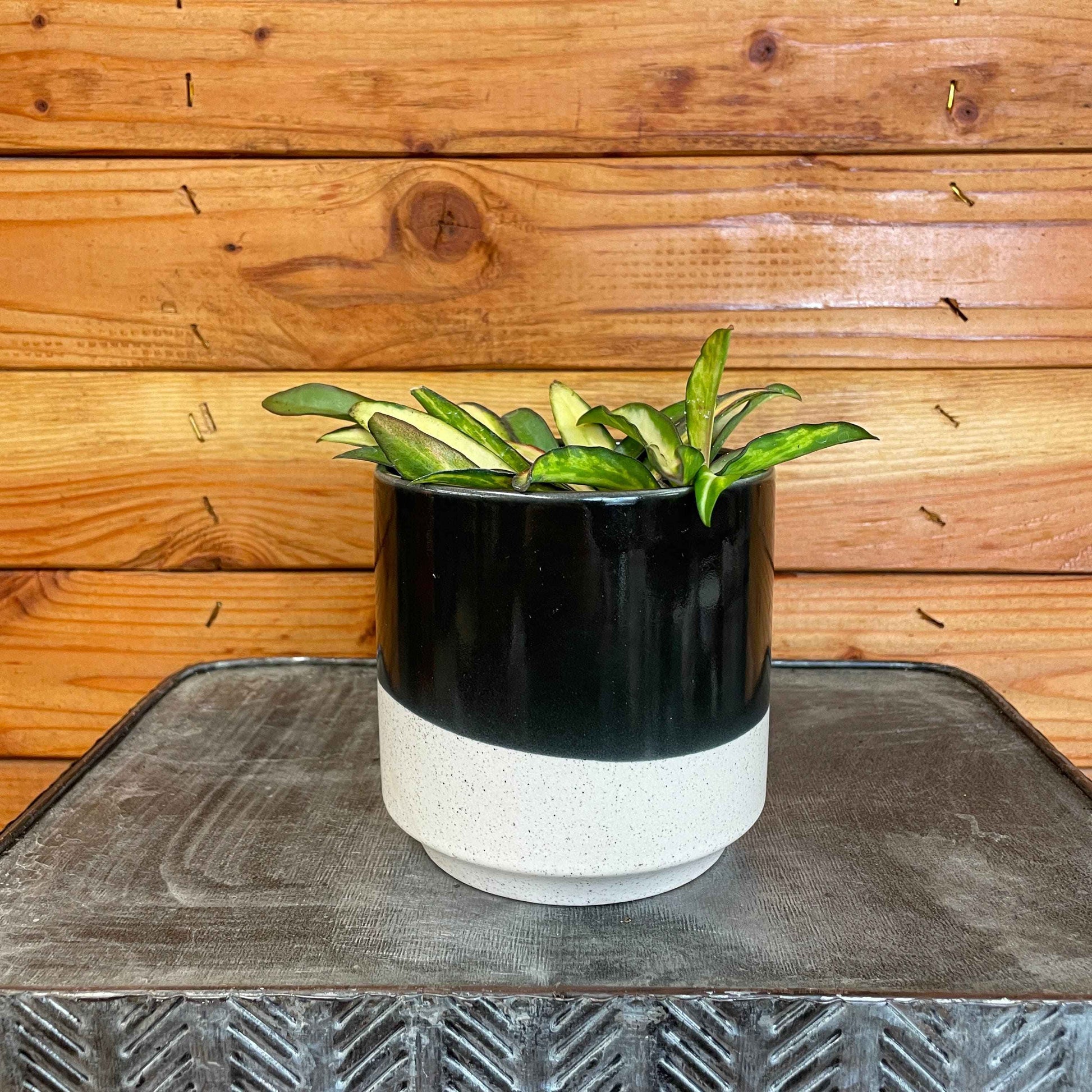 Hoya Wayetii Variegated, 4" Plant