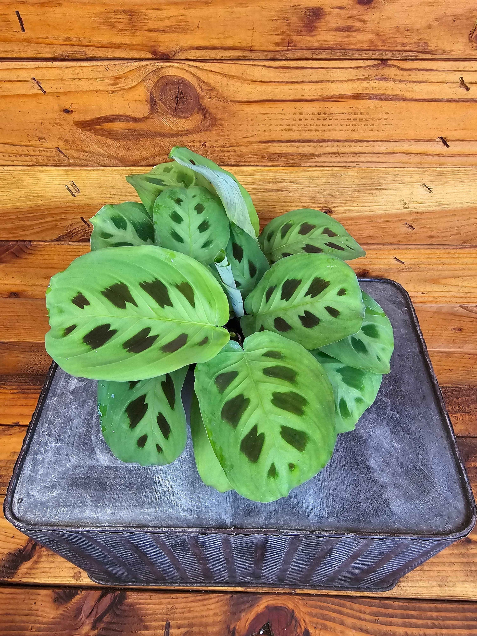 Maranta Leuconeura Green, 4" Plant