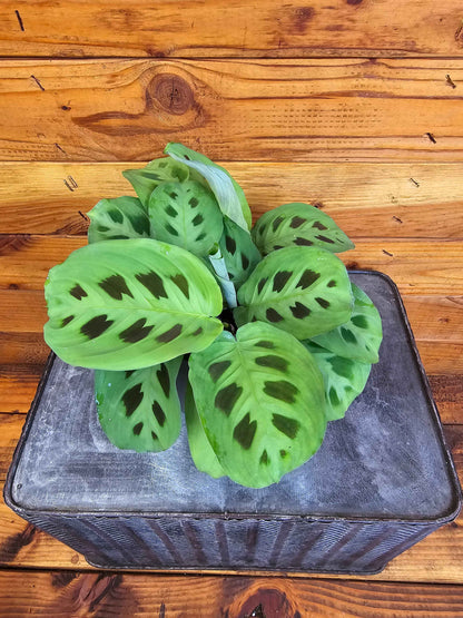 Maranta Leuconeura Green, 4" Plant