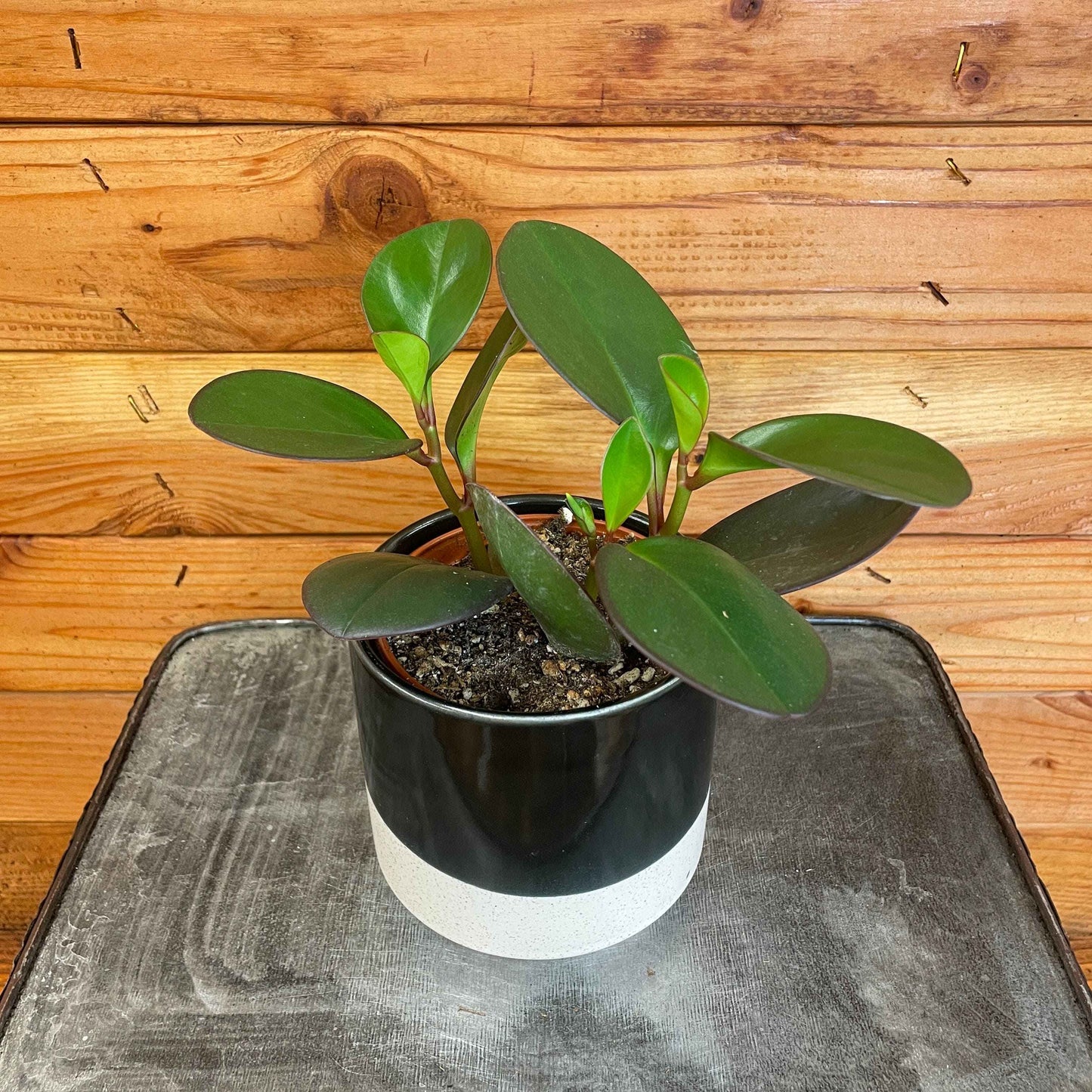 Peperomia Obtusifolia Red Margins, 4" Plant