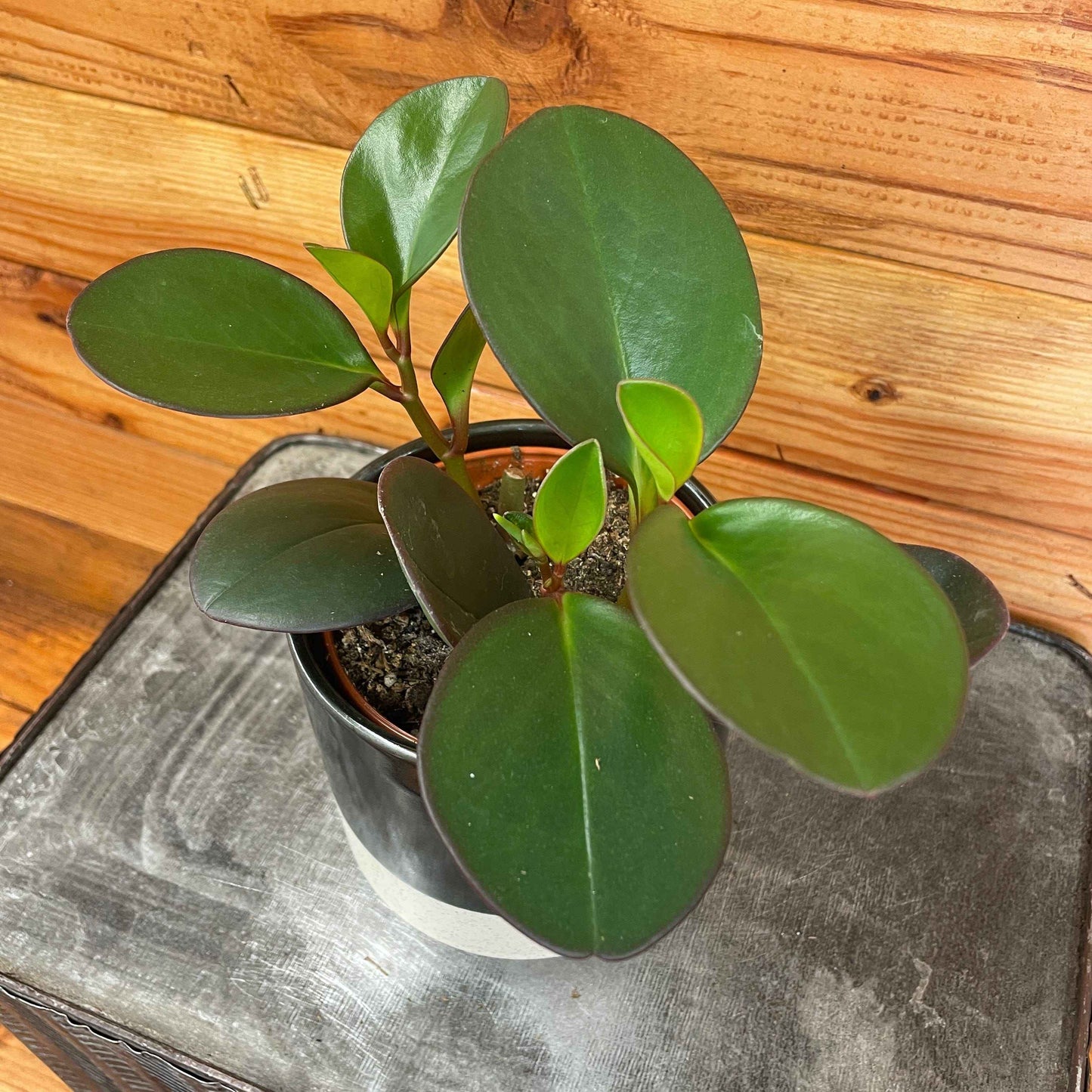 Peperomia Obtusifolia Red Margins, 4" Plant