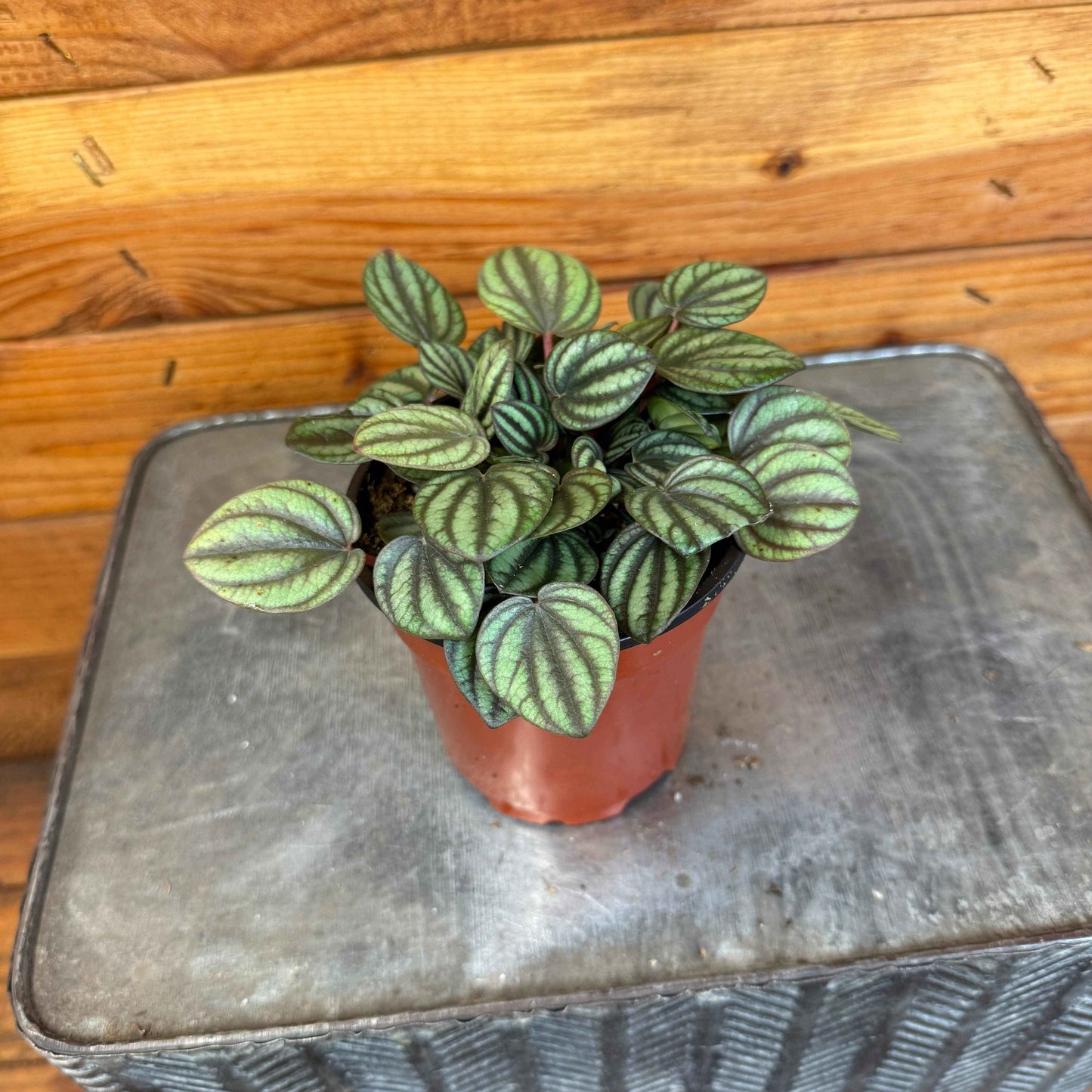 Peperomia Piccolo Banda, 4" Plant