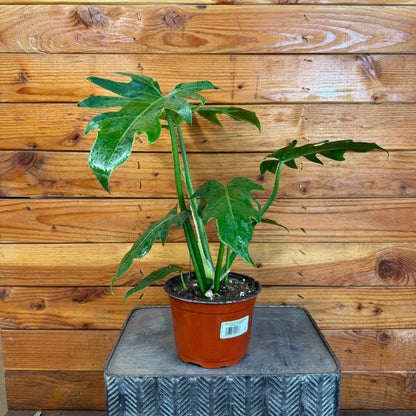 Philodendron Mayoi, 6" Plant