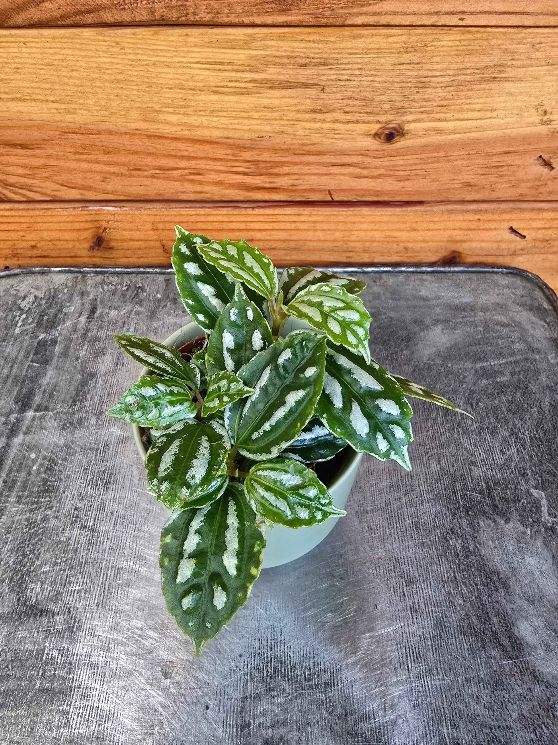 Pilea Cadierei Aluminium, 2" Plant