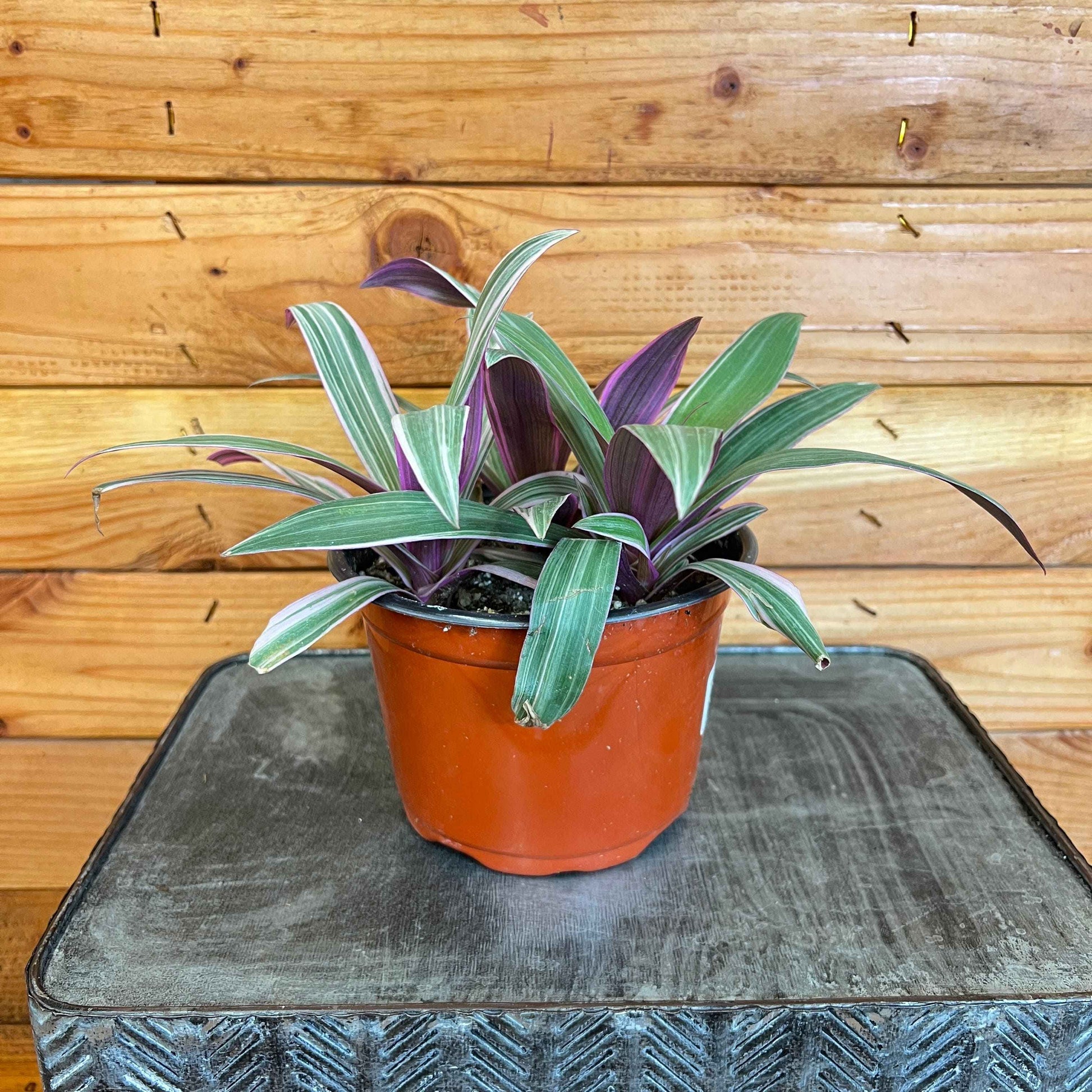 Rhoeo Spathacea Tricolor, 6" Plant