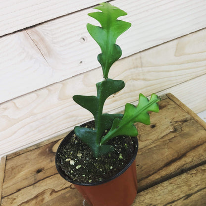 Selenicereus Anthonyanus Fishbone Cactus, 4" Plant - Lolomo!