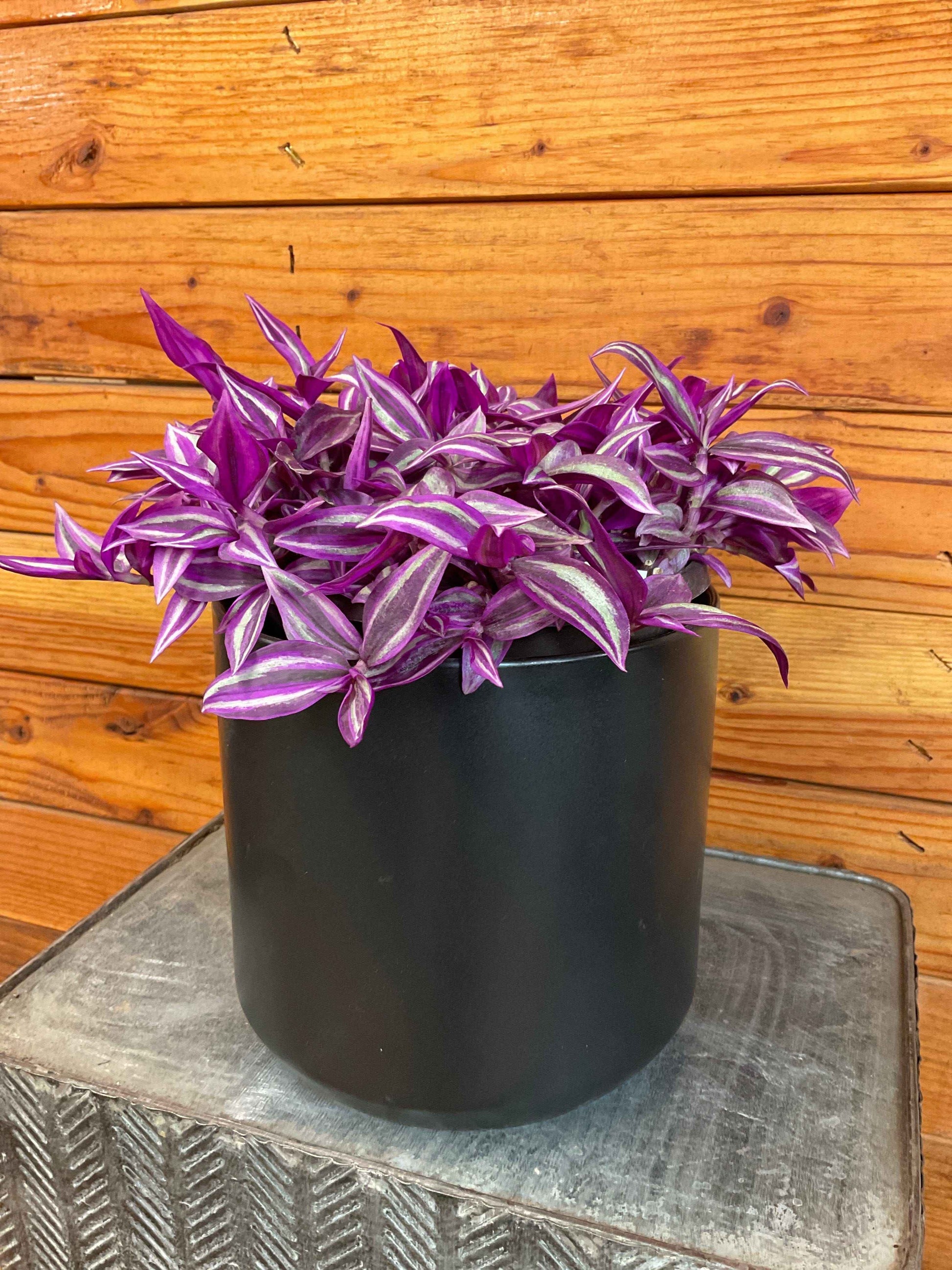 Tradescantia Pink Paradise, 6” Plant