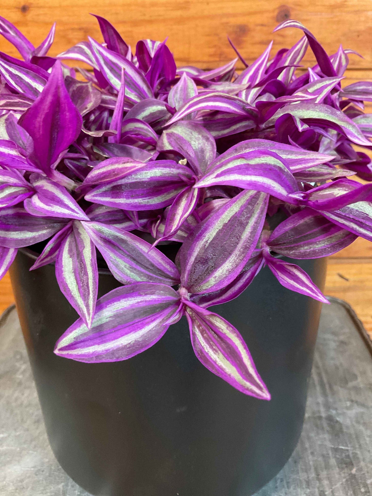 Tradescantia Pink Paradise, 6” Plant