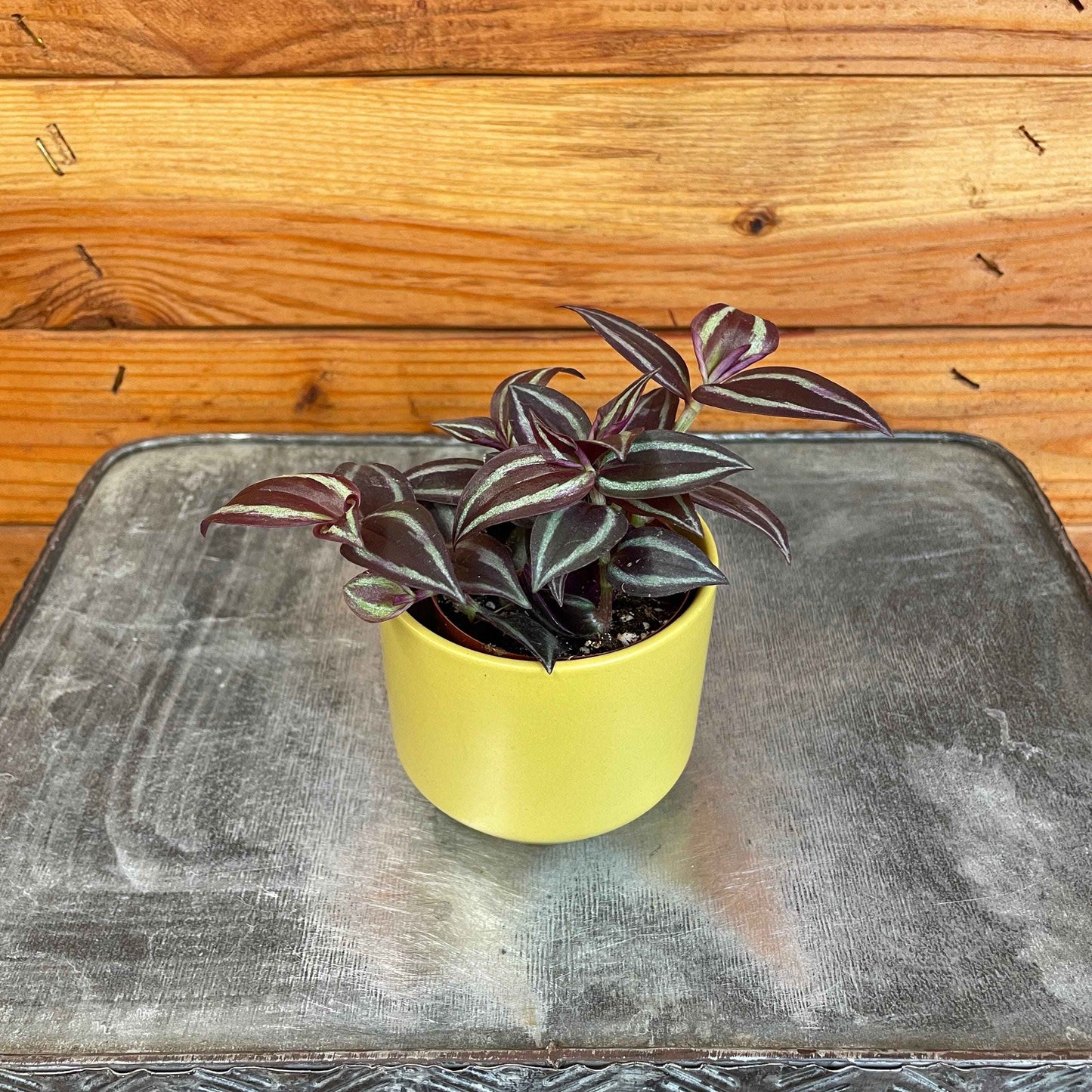 Tradescantia Zebrina Red Mini, 2" Plant